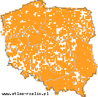 wystepowanie - Poa trivialis (wiechlina zwyczajna)