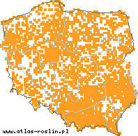 wystepowanie - Poa compressa (wiechlina spłaszczona)