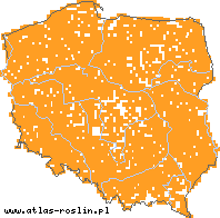 wystepowanie - Lemna minor (rzęsa drobna)