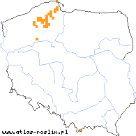 wystepowanie - Sparganium angustifolium (jeżogłówka pokrewna)