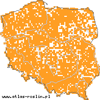 wystepowanie - Typha latifolia (pałka szerokolistna)