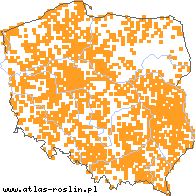 wystepowanie - Typha angustifolia (pałka wąskolistna)