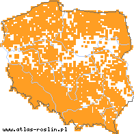 wystepowanie - Picea abies (świerk pospolity)