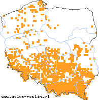 wystepowanie - Abies alba (jodła pospolita)