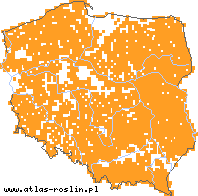 wystepowanie - Juniperus communis ssp. communis (jałowiec pospolity typowy)