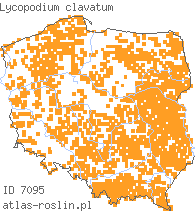 wystepowanie - Lycopodium clavatum (widłak goździsty)