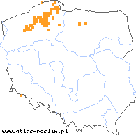 wystepowanie - Isoetes lacustris (poryblin jeziorny)