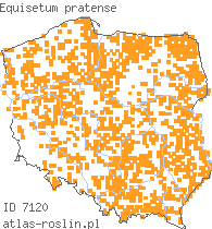 wystepowanie - Equisetum pratense (skrzyp łąkowy)