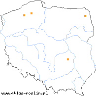 wystepowanie - Botrychium simplex (podejźrzon pojedynczy)