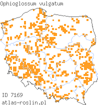 wystepowanie - Ophioglossum vulgatum (nasięźrzał pospolity)