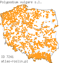 wystepowanie - Polypodium vulgare (paprotka zwyczajna (s.l.))
