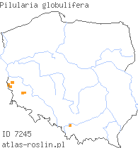 wystepowanie - Pilularia globulifera (gałuszka kulecznica)