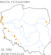 wystepowanie - Azolla filiculoides (azolla paprotkowa)