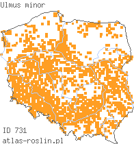 wystepowanie - Ulmus minor (wiąz pospolity)