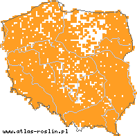 wystepowanie - Humulus lupulus (chmiel zwyczajny)