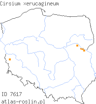 wystepowanie - Cirsium ×erucagineum