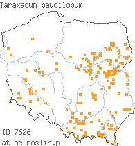 wystepowanie - Taraxacum paucilobum (mniszek skąpoklapowy)