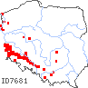 wystepowanie - Senecio inaequidens (starzec nierównozębny)