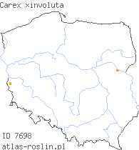wystepowanie - Carex ×involuta