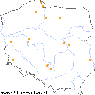 wystepowanie - Potentilla microdons (pięciornik drobnoząbkowy)