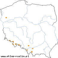 wystepowanie - Koenigia polystachya (rdest wielokłosowy)