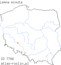 wystepowanie - Lemna minuta (rzęsa drobniutka)