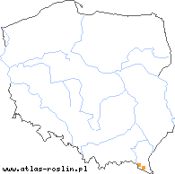 wystepowanie - Macrosciadium alatum (makrosciadium oskrzydlone)