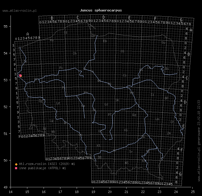 wystepowanie - Juncus sphaerocarpus (sit kulistotorebkowy)