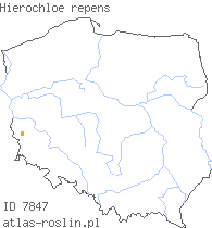 wystepowanie - Hierochloe repens (turówka rozłogowa)