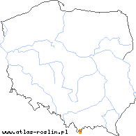 wystepowanie - Draba siliquosa (głodek karyntyjski)