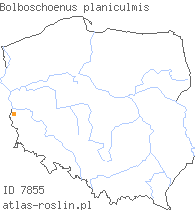 wystepowanie - Bolboschoenus planiculmis