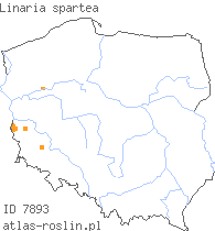 wystepowanie - Linaria spartea (linaria miotlasta)