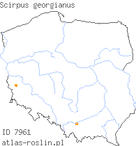 wystepowanie - Scirpus georgianus (sitowie amerykańskie)