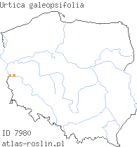 wystepowanie - Urtica galeopsifolia (pokrzywa poziewnikolistna)