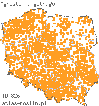 wystepowanie - Agrostemma githago (kąkol polny)