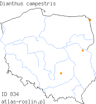 wystepowanie - Dianthus campestris (goździk polny)
