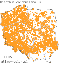 wystepowanie - Dianthus carthusianorum (goździk kartuzek)