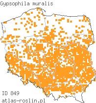 wystepowanie - Gypsophila muralis (łyszczec polny)