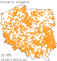 wystepowanie - Viscaria vulgaris (smółka pospolita)