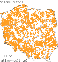 wystepowanie - Silene nutans (lepnica zwisła)