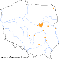 wystepowanie - Silene borysthenica (lepnica drobnokwiatowa)