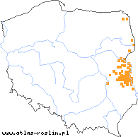 wystepowanie - Silene lithuanica (lepnica litewska)