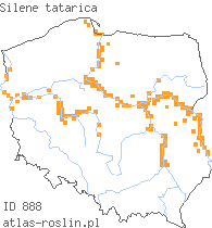 wystepowanie - Silene tatarica (lepnica tatarska)