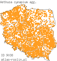 wystepowanie - Aethusa cynapium agg. (blekot pospolity agg.)