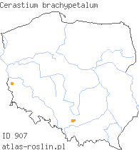 wystepowanie - Cerastium brachypetalum (rogownica drobnokwiatowa)