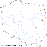 wystepowanie - Taraxacum tenuilobum (mniszek wąskoklapowy)