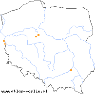 wystepowanie - Panicum barbipulvinatum (proso nadrzeczne)