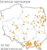 wystepowanie - Cerastium macrocarpum (rogownica wielkoowockowa)