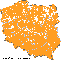 wystepowanie - Moehringia trinervia (możylinek trójnerwowy)