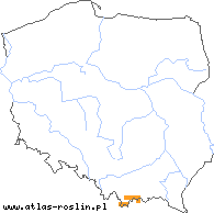 wystepowanie - Moehringia muscosa (możylinek mchowaty)